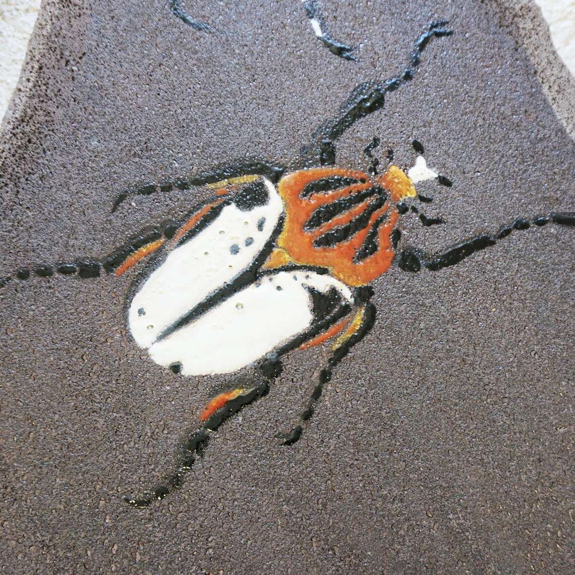 lave émaillée coléoptère insecte