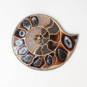 lave émaillée murale ammonite nervure d'or